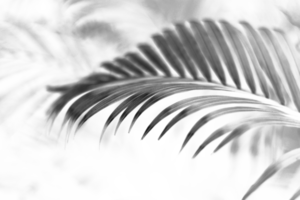 tropisch Afdeling zwart palm blad met schaduw Aan transparant achtergrond PNG het dossier