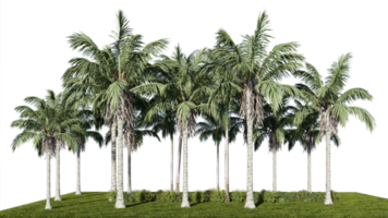 3D-Rendering Illustration Baum isolieren png