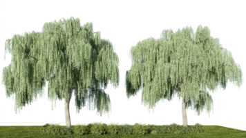 3D rendering ilustración árbol aislado png