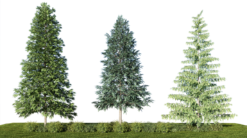 3d rendering illustration tree isolate png