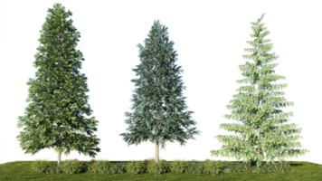 3d interpretazione illustrazione albero isolato png