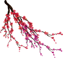 Cherry Blossom Watercolor Flower png