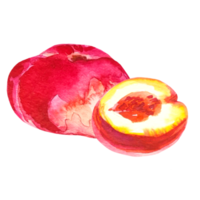 persikor vattenfärg illustration png