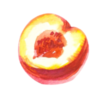 peaches watercolor illustration png