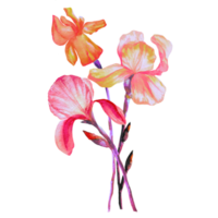 illustration aquarelle de bouquet d'iris en fleurs png