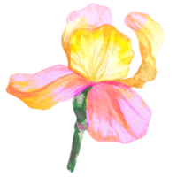 blooming iris flower watercolor illustration png
