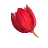 Blumentulpen-Aquarellillustration png
