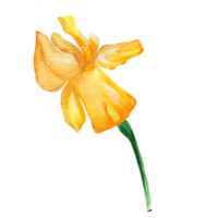 yellow iris flower watercolor png