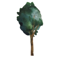 albero con foglie verdi acquerello illustrazione png