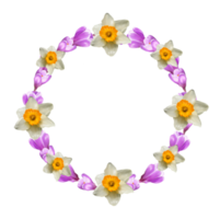 frame of crocus flowers, daffodils, saffron png