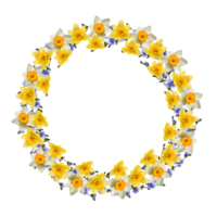 wreath of flowers narcissus and chicory drawing png
