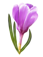 safran en fleurs, illustration de crocus png