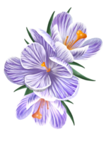 arrangement de fleurs de crocus png