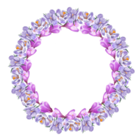 wreath of spring flowers crocus, saffron png