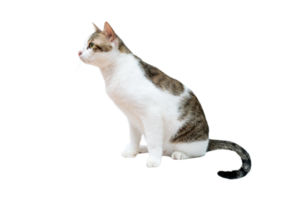 black and white cat Isolate on transparent background PNG file