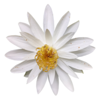 schöne weiße Blumen png