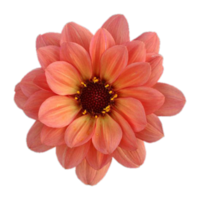 fleur de dahlia jaune orangé png