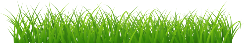 beautiful grass arranged beautifully png