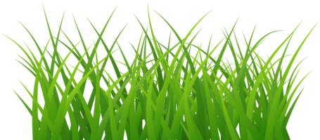 beautiful grass arranged beautifully png