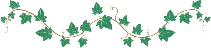 Simplicity ivy freehand drawing png