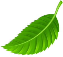 feuille fond transparent png