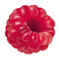 fond transparent framboise png