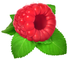 fond transparent framboise png