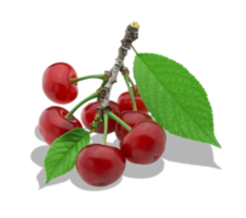 Twig Of Cherry png