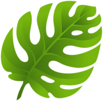 fond transparent de feuilles exotiques png