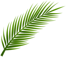 palmboom blad png