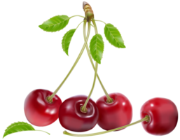 Cherries Transparent Background png