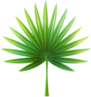 fond transparent de feuilles exotiques png