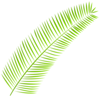 feuille de palmier fond transparent png