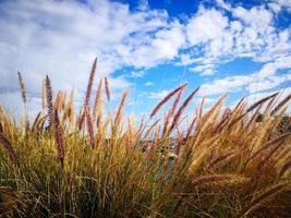 Feather Pennisetum brown grass flower with cloudy blue sky. photo