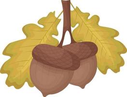 A bright autumn illustration of ripe acorns on a branch with leaves yellowed from autumn. The fruits of the oak tree. Autumn symbol is a vector illustration isolated on a white background