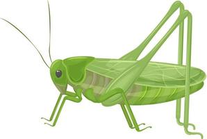 Green grasshopper in realistic style. Green locust, insect. Vector illustration isolated on white background.