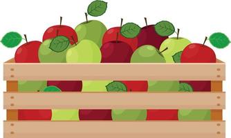 A bright summer illustration depicting a wooden box with ripe green and red apples. The harvested harvest of juicy apples in a wooden box. Vector illustration isolated on a white background