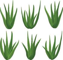 Aloe. Set with the image of green aloe vera plants of various shapes, side view. Medicinal plant as a skin care product. Vector illustration of a cartoon flat icon isolated on a white background