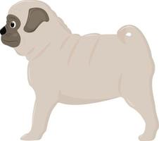 Cute pug puppy stands and looks into the distance. Vector illustration isolated on white background.