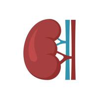 renal riñón icono plano aislado vector