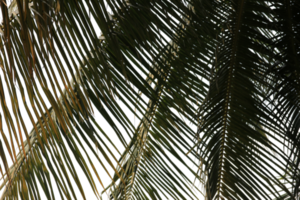 branch coconut palm tree leaves on transparent background png file