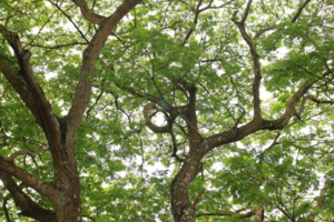 tree branch of green leaves big tree on transparent background png file