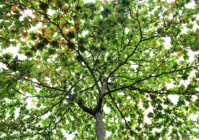 big tree and branches of tree on transparent background png file