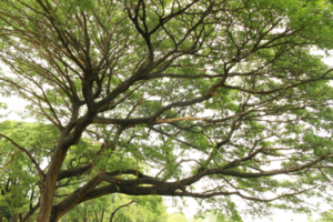 stor träd och grenar av träd på transparent bakgrund png fil