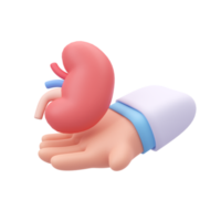 specialist doctor Take care of the organs in the body. 3D medical illustration. png