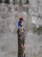 Kingfisher on a branch photo