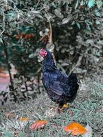 Black rooster on grass photo