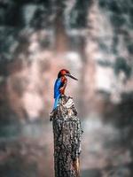 Kingfisher on a branch photo