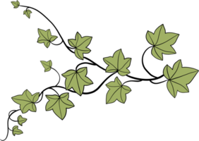 Simplicity ivy freehand drawing png