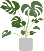 conception plate de dessin à main levée de plante de monstera. png